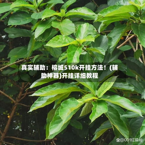 真实辅助:榕城510k开挂方法!(辅助神器)开挂详细教程-第3张图片